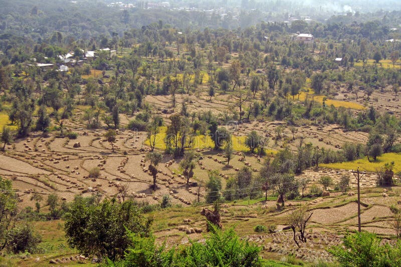 Balles de riz récolte champs de riz Inde image stock