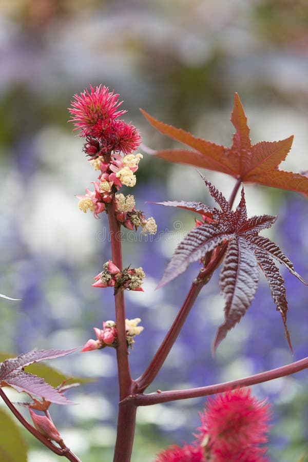 Rizinus-Blume Mit Samen Stockfoto. Bild Von Giftig, Schmierl - 97699382