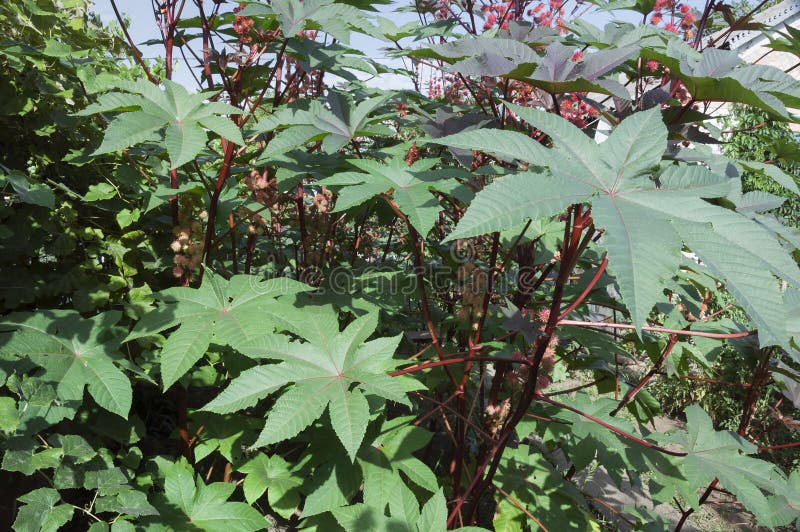Rizinuspflanze (Ricinus Communis) Stockfoto Bild von saatgut, garten