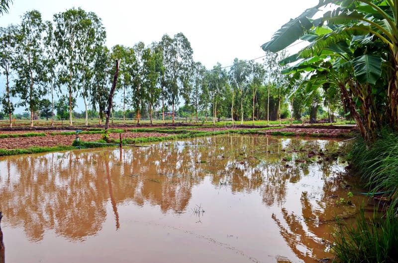 Rizière paisible dans la province rurale de Sakhon Nakhon en Thaïlande du nord image libre de droits Rizière paisible dans la province rurale de Sakhon Nakhon en Thaïlande du nord image libre de droits