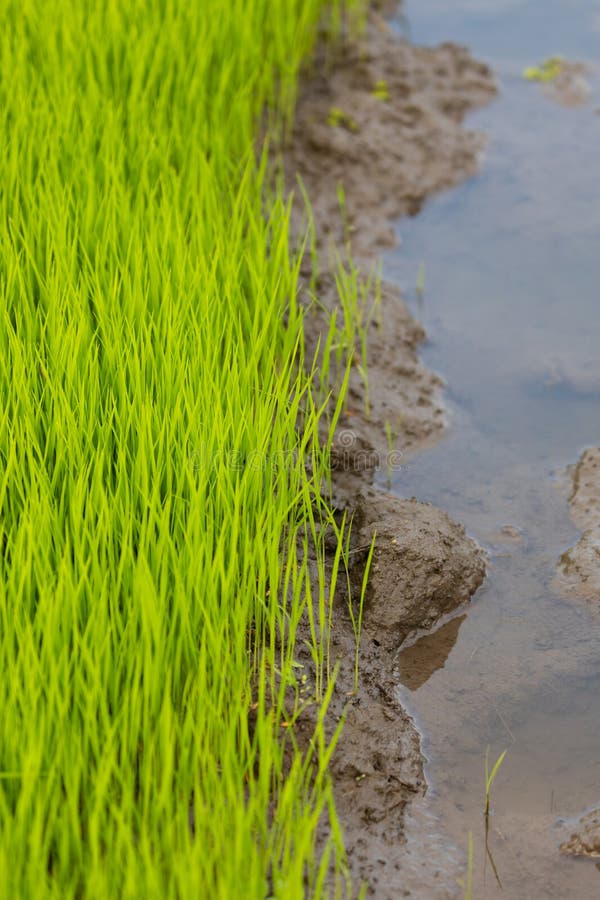 Rizières vertes culture céréalière en sol humide java indonésie orientale. Des rizières vertes poussent encore une culture céréalière dans les sols humides est java indonésie sud-est asie
