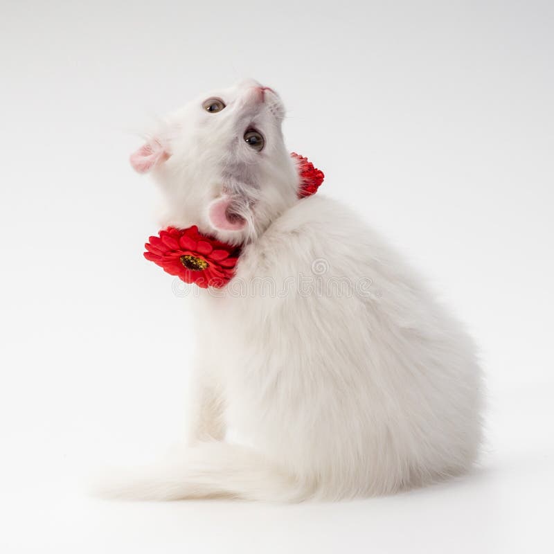 white fluffy kitten in a bright red collar with a flower of the American Curl breed, age 3 months, sits in the studio on a white background. white fluffy kitten in a bright red collar with a flower of the American Curl breed, age 3 months, sits in the studio on a white background