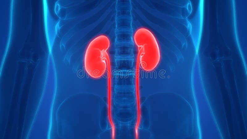 Riñones de los órganos del cuerpo humano stock de ilustración Riñones de los órganos del cuerpo humano stock de ilustración