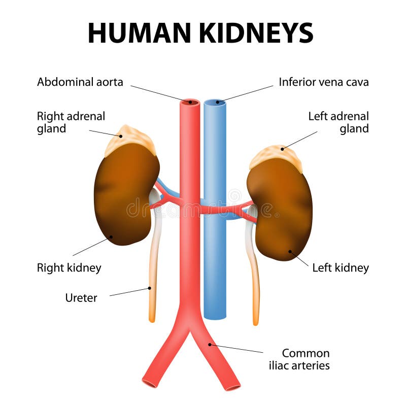 Riñones, glándulas suprarrenales, aorta y vena cava Anatomía humana libre illustration Riñones, glándulas suprarrenales, aorta y vena cava Anatomía humana libre illustration