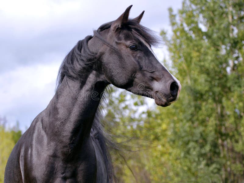 Beautiful Black Arabian Mare Trotting at Pasture, Watching Curious