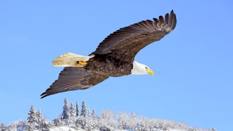 Bald Eagle soaring in blue sky over winter landscape.