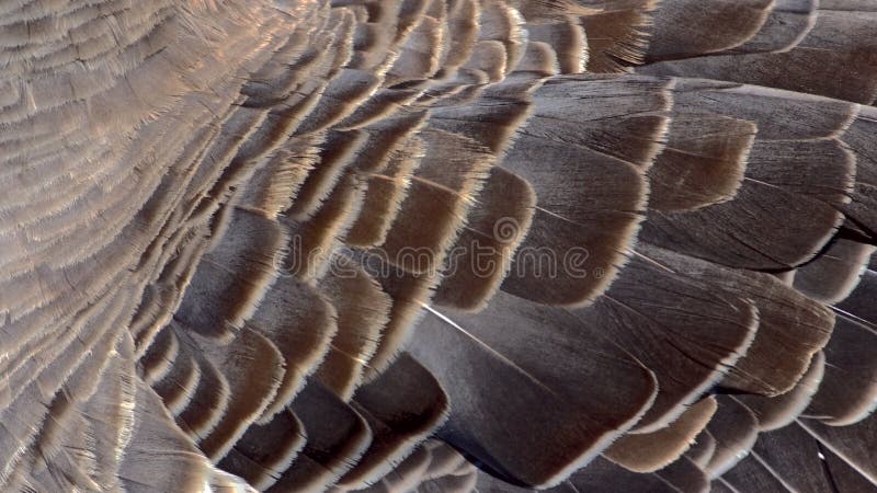 Canada Goose Feathers Stock Photo - Download Image Now - Animal