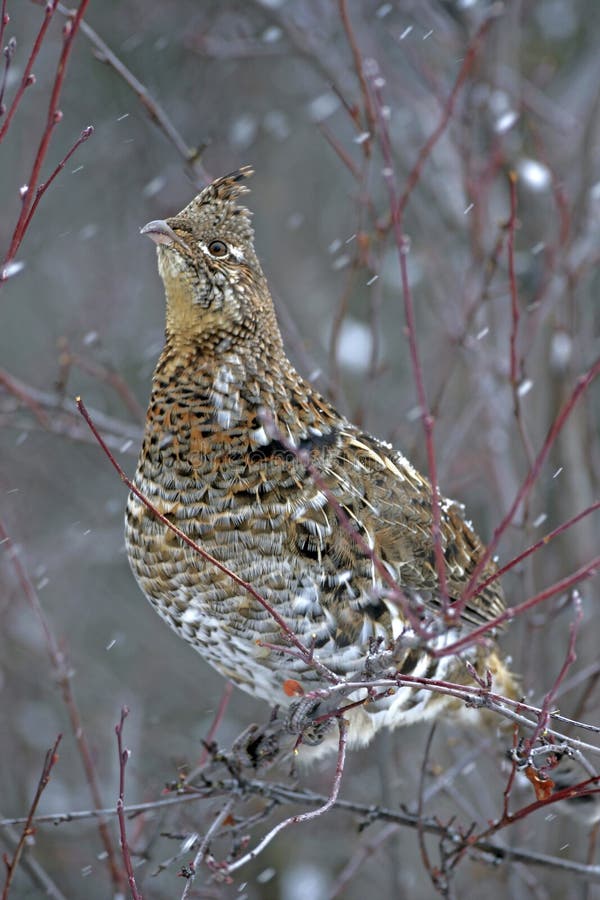 Ruffed Grouse in winter,perched on berry bush looking for food. stock photos