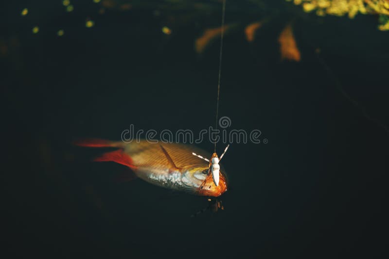 Roach Caught on a Dry Fly. Fly Fishing and Tenkara Stock Photo Image