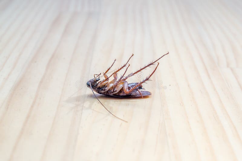 Roach dead on wooden floor for use as a pest control concept.Thailand