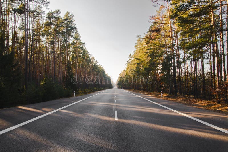 Road Across the Pine Forest Stock Image Image of journey, mood 181881645