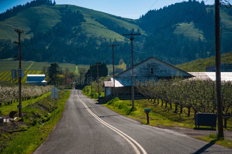 Blooming Apple Orchards in the Hood River Valley, Oregon Stock Photo