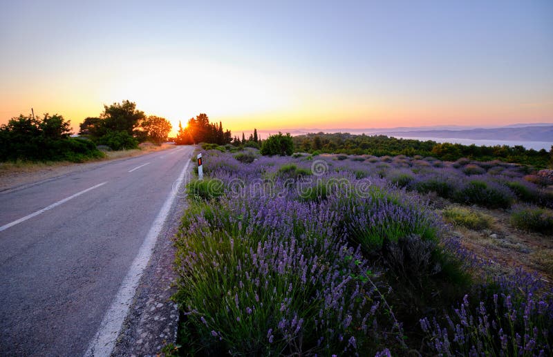 road-around-blooming-lavender-field-hvar-island-sunset-155207041.jpg