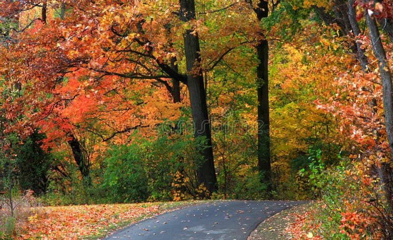 Road through autumn trees stock photos