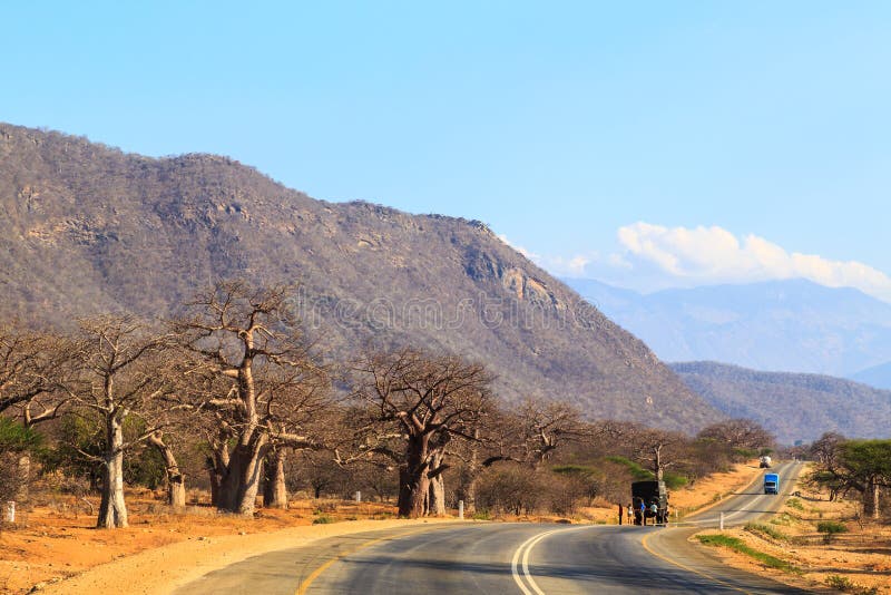 Road through the Baobab Forest Valley in Tanzania Stock Image Image