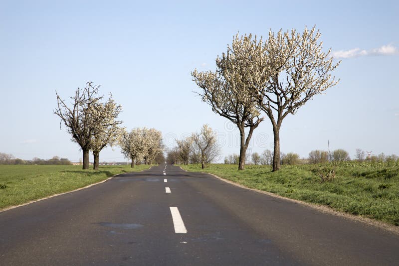 Road and cherry tree stock image. Image of spring, landscape 19473695