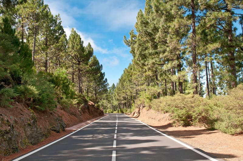 Road in coniferous forest, Spain royalty free stock photos