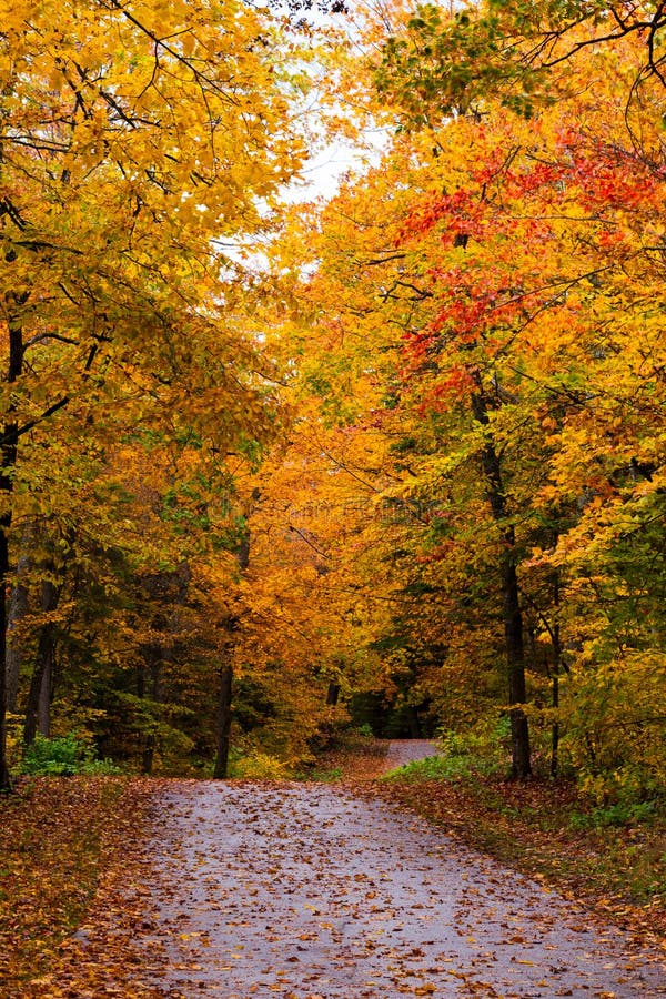 A Road Curves Through The Autumn Trees On Mackinac Island Stock Image ...