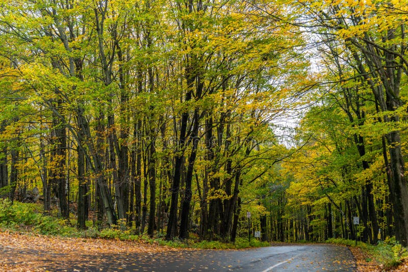 Road in a Dense Forest in the Fall Colors Stock Photo - Image of trees ...