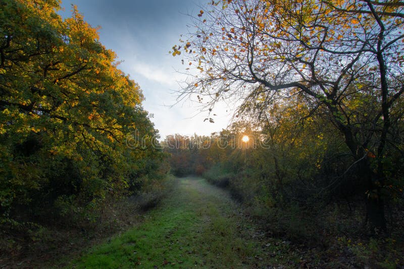 Road through the Dense Forest and the Sunbeams Coming from the Branches Stock Image Image of