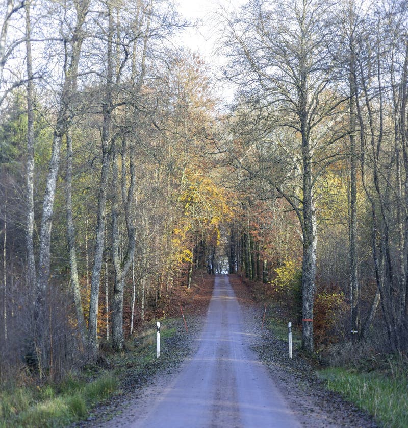 Autumn in Swedish Woodlands Stock Image - Image of countryside, dark ...