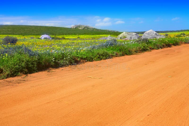 Road in flower field