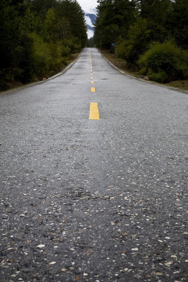 Road through forest