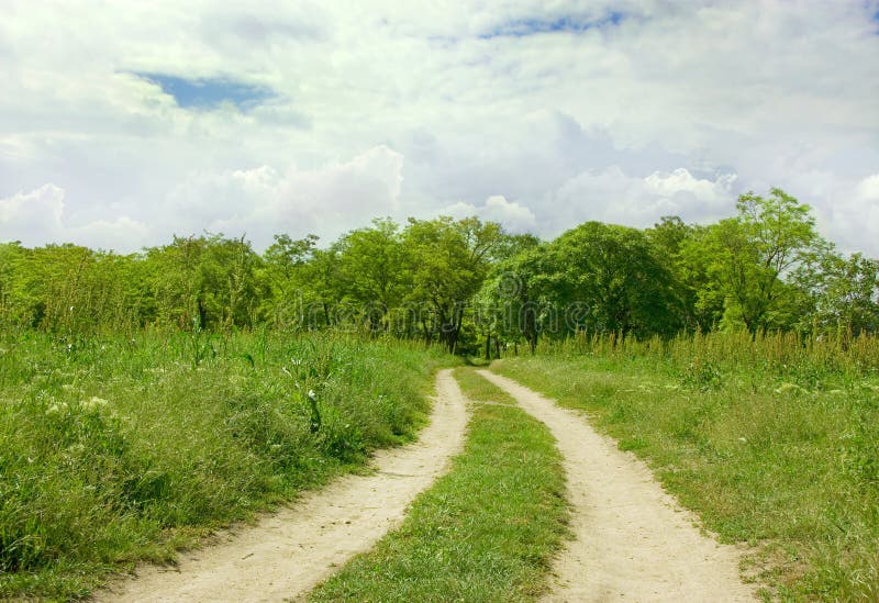 Road in forest