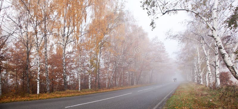 Road in the forest.