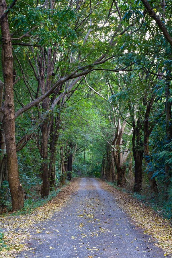 Road in forest