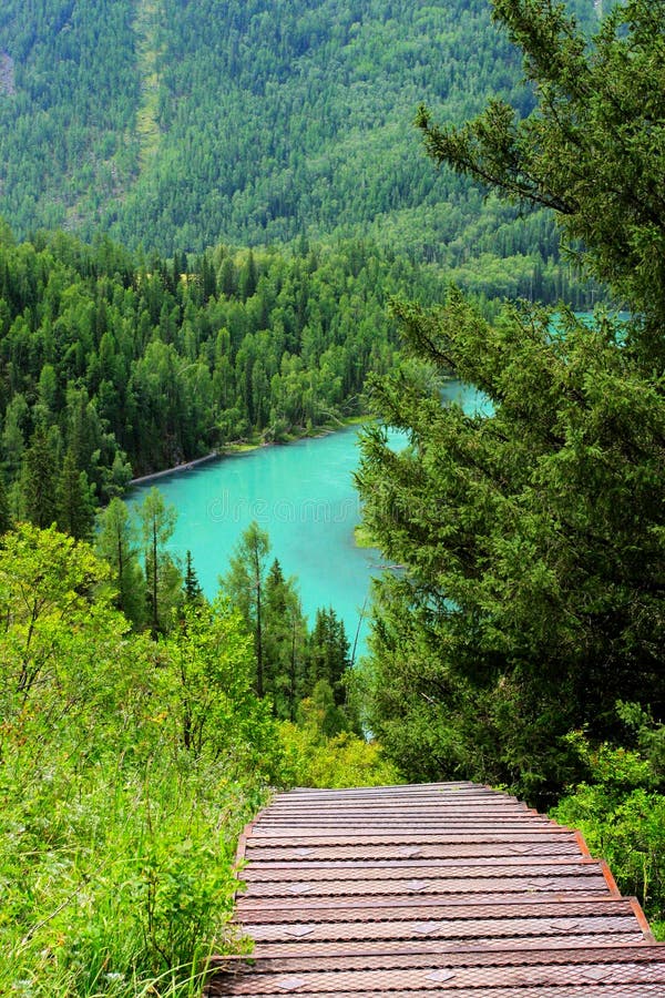 The road through the forest