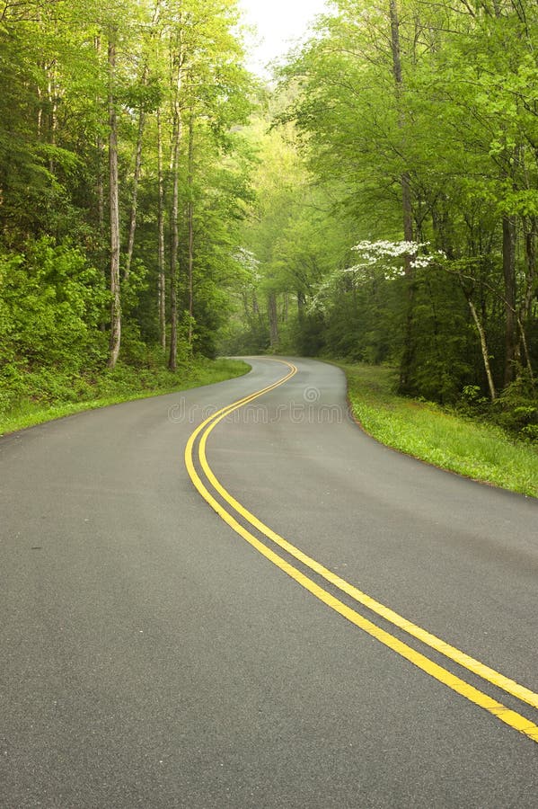 Road through forest.