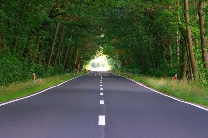 The road through the forest.