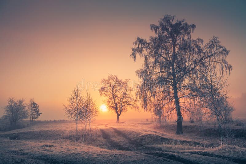 Road with frost-covered trees in winter forest at foggy sunrise