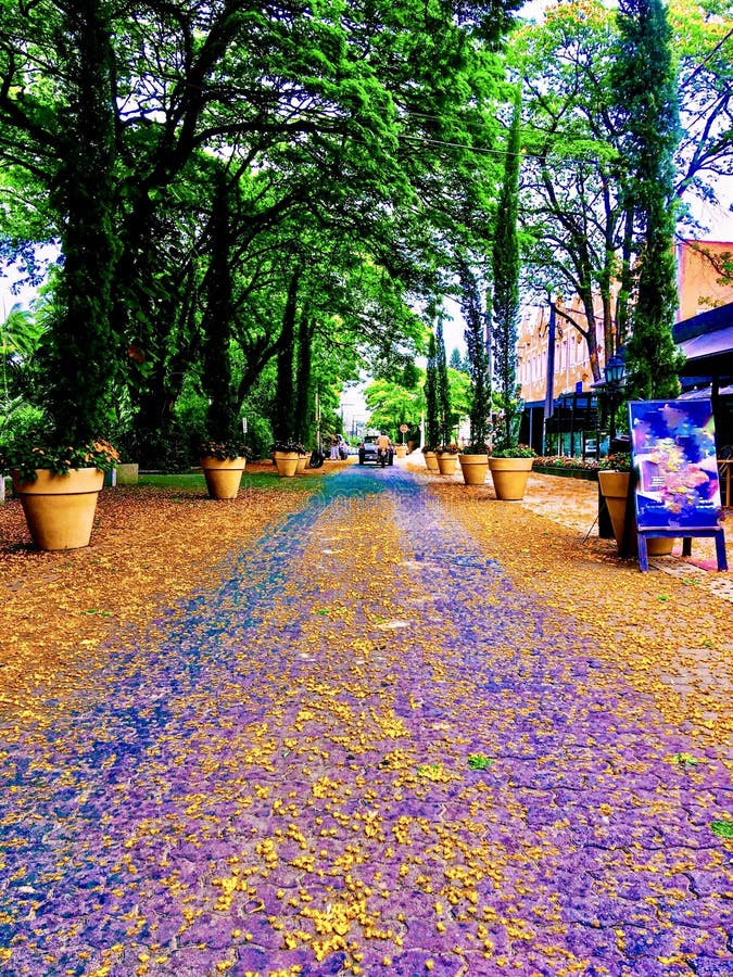 Road of Flowers stock photo. Image of full, flowers 154238168