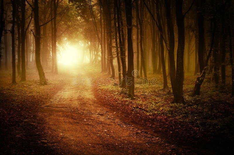 Carreteras canal hermoso vistoso Bosque en otono, niebla.