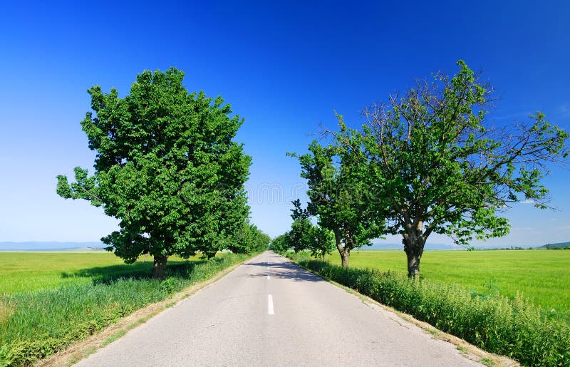 Road Among Green Fields Stock Image Image Of Grass 210889475