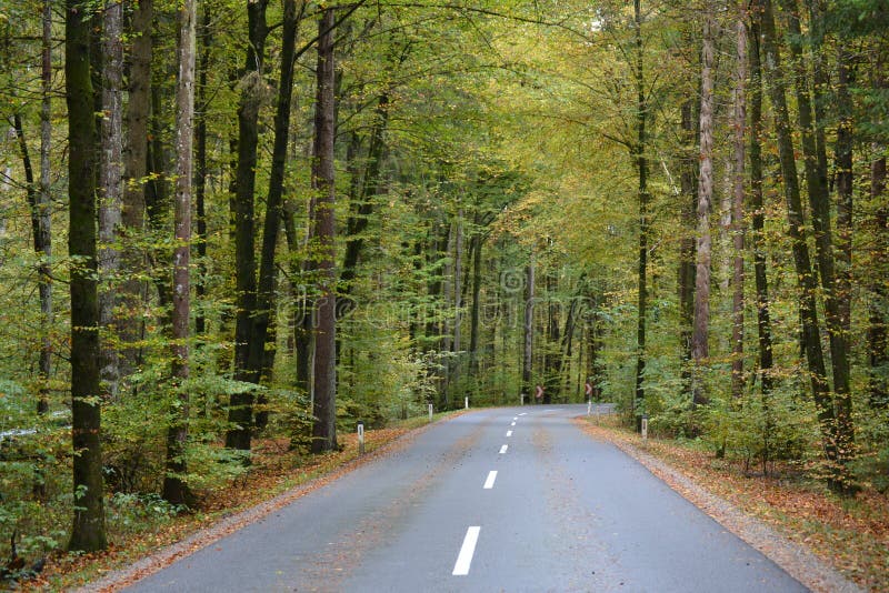 A Road in the Green Forest Under an Avenue Stock Photo Image of fall