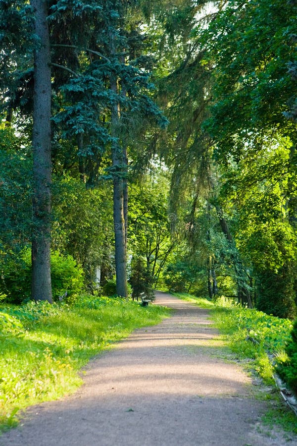 Road in a green summer forest