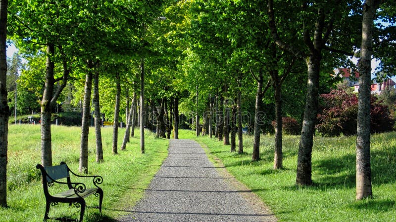 Estate vuoto vicolo un verde acero alberi luce del sole.