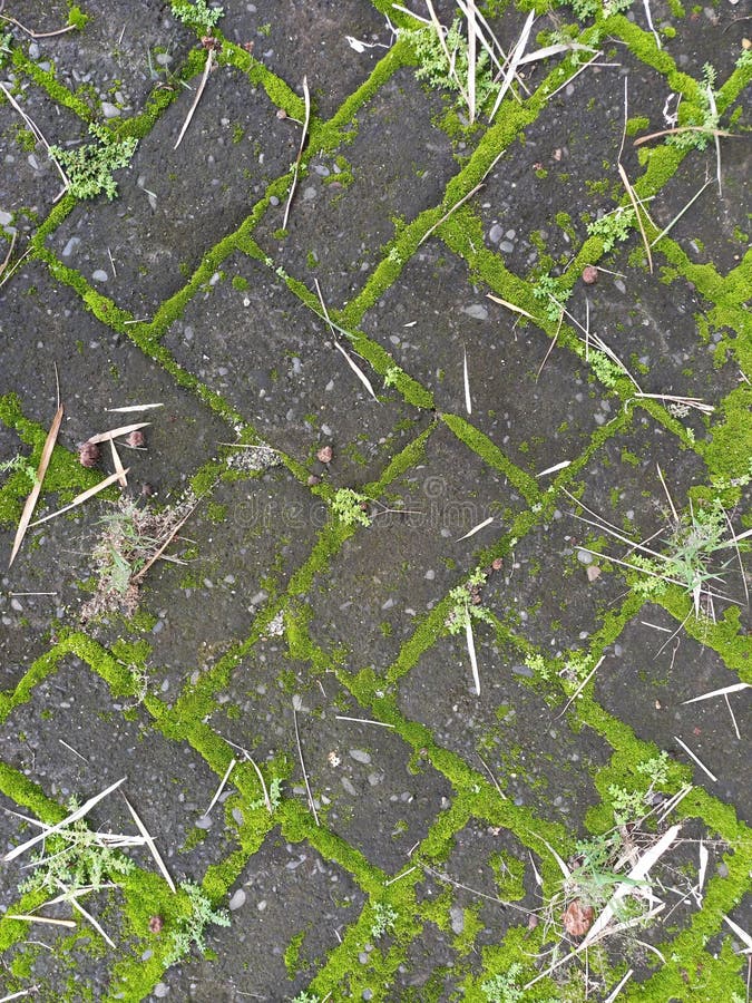 The road that has been laid with adobe bricks has moss between the sidelines so it looks good royalty free stock images