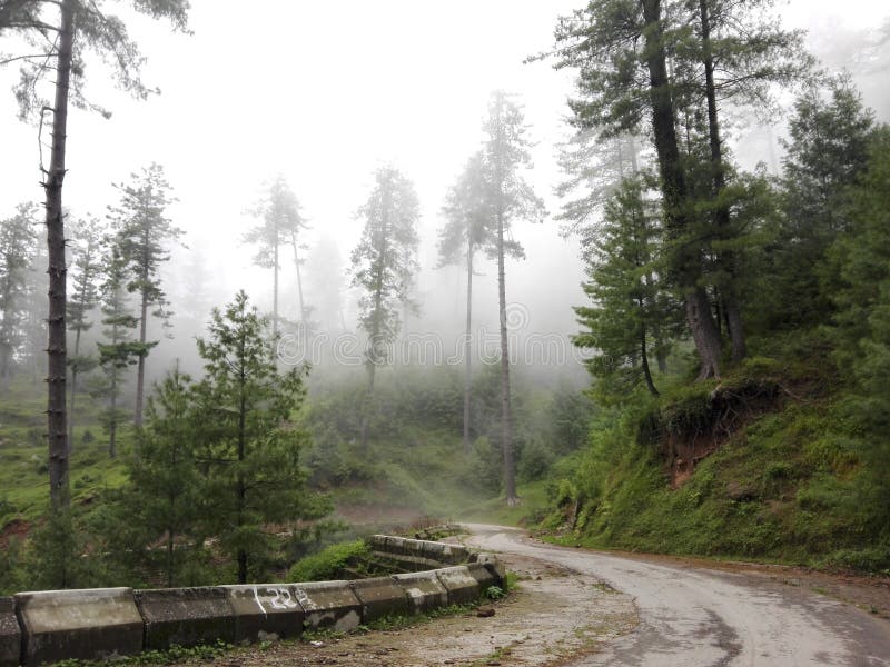 This is original image. The mountain carries roads, this height of Patriata is thousands foot of sea level. Beautiful but dangerous paths, dangerous curves and edges. The Picnic spot Patriata is near by Murree and in pakistan. All Trees are covered by clouds. This is original image. The mountain carries roads, this height of Patriata is thousands foot of sea level. Beautiful but dangerous paths, dangerous curves and edges. The Picnic spot Patriata is near by Murree and in pakistan. All Trees are covered by clouds.