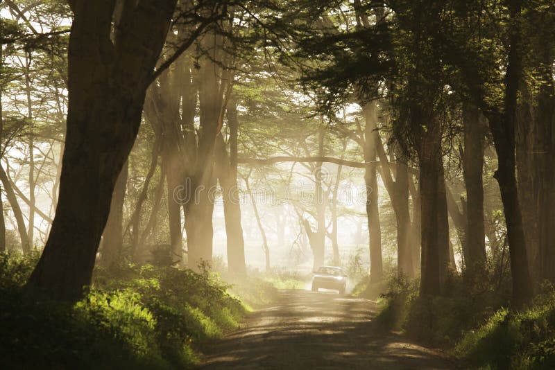 Road in Jungle