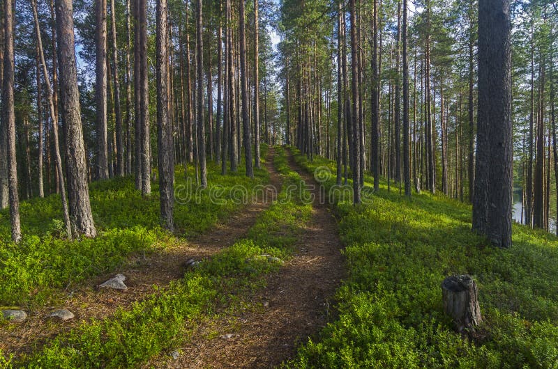 The road in the Karelian forest.