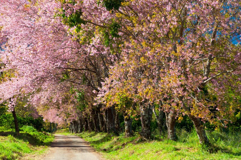 The road and line of pink blooming flower trees