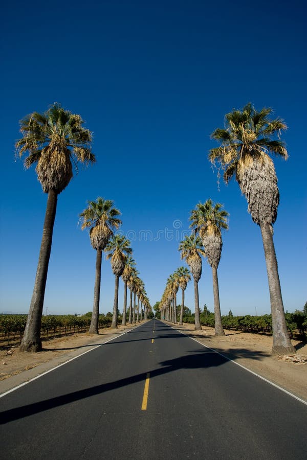 Road lined in Palm Trees