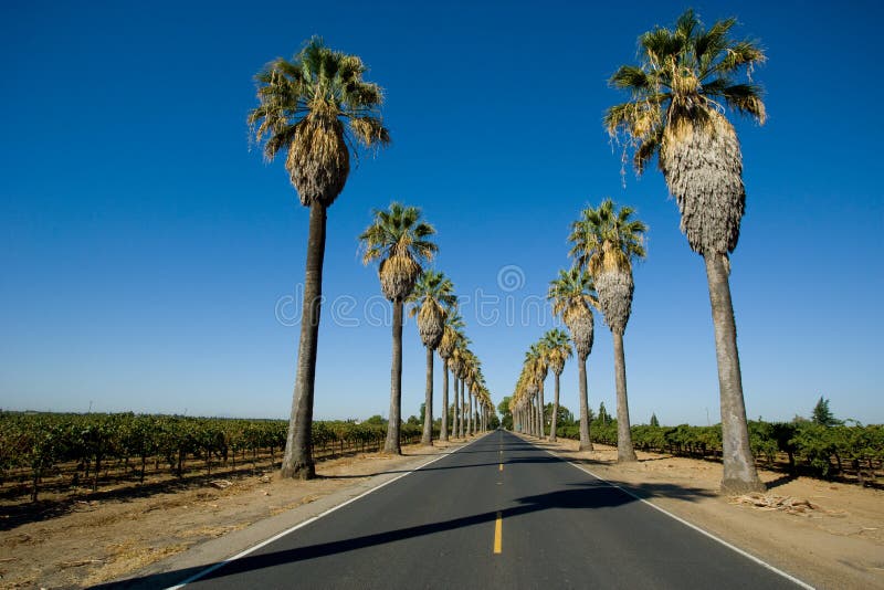 Road lined in Palm Trees
