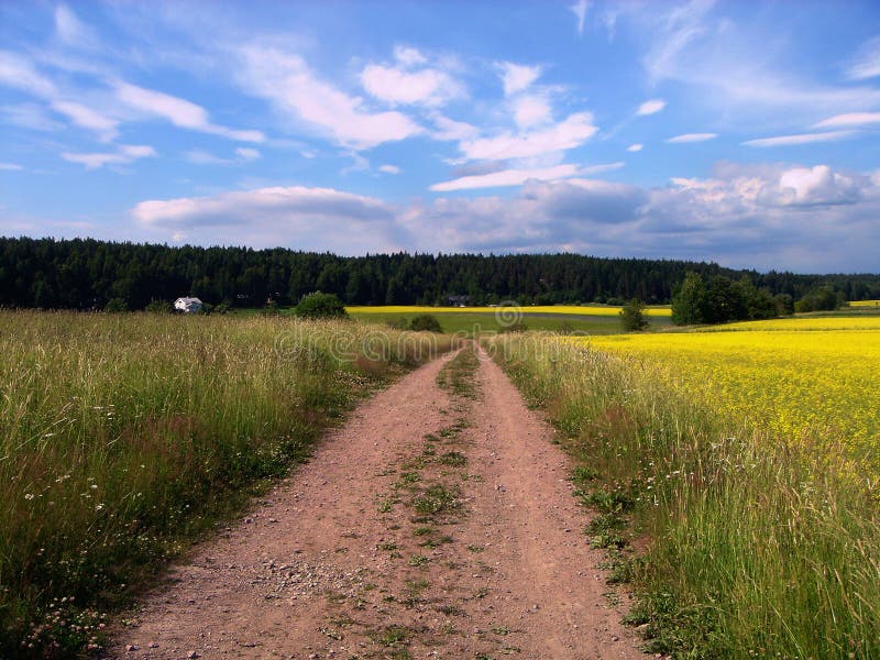 Road and meadow