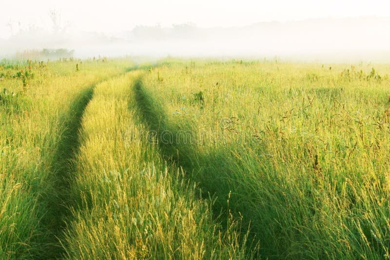 Road through the meadow