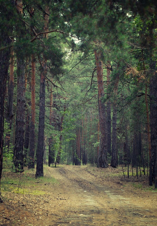 Road in the middle of a mystical forest royalty free stock image Road in the middle of a mystical forest royalty free stock image
